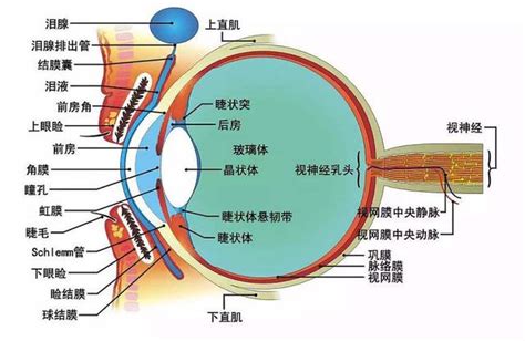 眼形狀|眼睛的構造結構名稱詳細說明